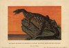 Iguanodon Bernissartensis  Extinct Ground-Dwellingà Poster Print By ® Florilegius / Mary Evans - Item # VARMEL10937763