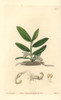 Campylocentrum Micranthum Orchid Poster Print By ® Florilegius / Mary Evans - Item # VARMEL10935299