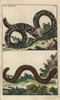 Black And White Worm Lizard And Guayaquil Caecilian Poster Print By ® Florilegius / Mary Evans - Item # VARMEL10941759
