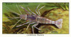 Wills' Cigarette Card - Common Prawn. Poster Print By Mary Evans Picture Library/Peter & Dawn Cope Collection - Item # VARMEL11066101