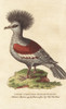 Western Crowned Pigeon  Goura Coronata Poster Print By ® Florilegius / Mary Evans - Item # VARMEL10937882