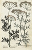 Coriander  Coriandrum Sativum And Pimpinellà Poster Print By ® Florilegius / Mary Evans - Item # VARMEL10935961