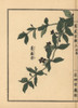Japanese Climbing Gentian  Tripterospermum Japonicum Poster Print By ® Florilegius / Mary Evans - Item # VARMEL10938706