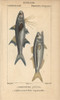 Striped Threadfin  Polydactylus Plebeius  Andà Poster Print By ® Florilegius / Mary Evans - Item # VARMEL10938430