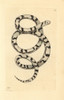 Milk Snake  Lampropeltis Triangulum Poster Print By ® Florilegius / Mary Evans - Item # VARMEL10940379