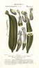 Banana Fruit  Segment Musa Acuminata Poster Print By ® Florilegius / Mary Evans - Item # VARMEL10936098