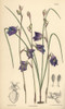 Disa Lacera Var Multifida  Blue Orchid Nativeà Poster Print By ® Florilegius / Mary Evans - Item # VARMEL10935141