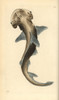 Bonnethead Shark  Sphyma Tiburo Poster Print By ® Florilegius / Mary Evans - Item # VARMEL10940353