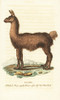 Llama  Lama Glama Poster Print By ® Florilegius / Mary Evans - Item # VARMEL10937947