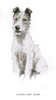 Meynell Hunt Fox Terrier Poster Print By Mary Evans Picture Library - Item # VARMEL10957377