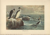 Hesperornis Regalis  A Species Of Ancient Flightlessà Poster Print By ® Florilegius / Mary Evans - Item # VARMEL10937682