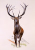 A Large Red Deer Stag Poster Print By Malcolm Greensmith ® Adrian Bradbury/Mary Evans - Item # VARMEL10271165