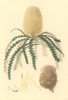 Banksia Speciosa  Showy Banksia Poster Print By Mary Evans / Natural History Museum - Item # VARMEL10709186