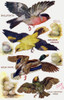 Birds On The Wing Cut Out Poster Print By Mary Evans Picture Library/Peter & Dawn Cope Collection - Item # VARMEL11066195
