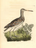 Greater Painted-Snipe  Rostratula Benghalensis Poster Print By ® Florilegius / Mary Evans - Item # VARMEL10940753