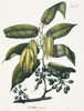 Uvaria Odorata  Ylang-Ylang Tree Poster Print By Mary Evans / Natural History Museum - Item # VARMEL10704084