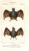 Greater False Vampire Bat  Megaderma Lyraà Poster Print By ® Florilegius / Mary Evans - Item # VARMEL10936130
