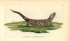 Eastern Blue-Tongued Lizard  Tiliqua Scincoides Scincoides Poster Print By ® Florilegius / Mary Evans - Item # VARMEL10940303