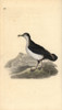 Manx Shearwater  Puffinus Puffinus Poster Print By ® Florilegius / Mary Evans - Item # VARMEL10936358