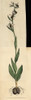Bee Ophrys Or Bee Orchis  Ophrys Apifera Poster Print By ® Florilegius / Mary Evans - Item # VARMEL10940845