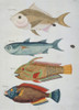 Colourful Illustration Of Four Fish Poster Print By Mary Evans / Natural History Museum - Item # VARMEL10708214