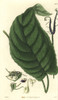 Dorstenia Ceratosanthes  Cleft Dorstenia  Withà Poster Print By ® Florilegius / Mary Evans - Item # VARMEL10934913