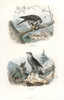 Eurasian Sparrowhawk And Northern Goshawk Poster Print By ® Florilegius / Mary Evans - Item # VARMEL10935784