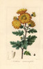 Chrysanthemum  Anthemis Artemisiaefolia  Native To China Poster Print By ® Florilegius / Mary Evans - Item # VARMEL10934687