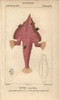 Monkfish  Lophius Americanus Poster Print By ® Florilegius / Mary Evans - Item # VARMEL10938373