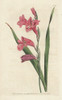 Common Corn Flag  Gladiolus Communis Poster Print By ® Florilegius / Mary Evans - Item # VARMEL10935173