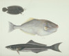 Ls Plate 155 From The John Reeves Collection Poster Print By Mary Evans / Natural History Museum - Item # VARMEL10707404