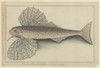 Cheilopogon Sp.  Flyingfish Poster Print By Mary Evans / Natural History Museum - Item # VARMEL10708534