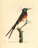 Orange-Breasted Sunbird  Anthobaphes Violacea Poster Print By ® Florilegius / Mary Evans - Item # VARMEL10940334
