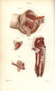 Circulatory System To The Pelvis And Arm Poster Print By ® Florilegius / Mary Evans - Item # VARMEL10939621
