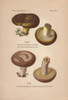Ugly Milk-Cap Lactarius Turpis And Poisonousà Poster Print By ® Florilegius / Mary Evans - Item # VARMEL10936417