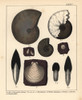 Extinct Fossil Gastropods And Oysters Poster Print By ® Florilegius / Mary Evans - Item # VARMEL10941110
