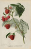 Raspberry Variety  Lord Beaconsfield  Rubus Idaeus Poster Print By ® Florilegius / Mary Evans - Item # VARMEL10936682