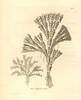 Dilated Corraline From Shaw And Nodder'S -Naturalist'Sà Poster Print By ® Florilegius / Mary Evans - Item # VARMEL10940223