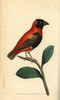 Red Bishop Bird  Euplectes Orix Poster Print By ® Florilegius / Mary Evans - Item # VARMEL10940364