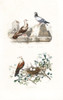 French Mondain And Cravate Pigeons  And Turtle Dove Poster Print By ® Florilegius / Mary Evans - Item # VARMEL10935797