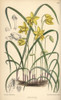 Spathoglottis Ixioides  Yellow Orchid Of Theà Poster Print By ® Florilegius / Mary Evans - Item # VARMEL10935135