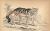 Black-Backed Jackal  Canis Mesomelas Poster Print By ® Florilegius / Mary Evans - Item # VARMEL10938812