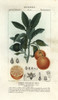 Seville Orange  Citrus Aurantium Poster Print By ® Florilegius / Mary Evans - Item # VARMEL10936091