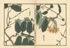 Shikunshi  Chinese Honeysuckle  Combretum Indicum Poster Print By ® Florilegius / Mary Evans - Item # VARMEL10938787
