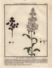 Wild Privet  Ligustrum Vulgare Poster Print By ® Florilegius / Mary Evans - Item # VARMEL10935835