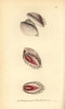 Elegant Venus Shell  Hysteroconcha Dione Poster Print By ® Florilegius / Mary Evans - Item # VARMEL10940287