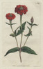 Peruvian Zinnia  Zinnia Peruviana Poster Print By ® Florilegius / Mary Evans - Item # VARMEL10934847