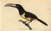 Black-Necked Aracari  Pteroglossus Aracari Poster Print By ® Florilegius / Mary Evans - Item # VARMEL10940322