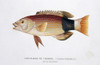 Wrasse Poster Print By Mary Evans / Natural History Museum - Item # VARMEL10708878