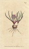 Cape Hyacinth  With Bulb  Scarlet Leaves  Andà Poster Print By ® Florilegius / Mary Evans - Item # VARMEL10935182